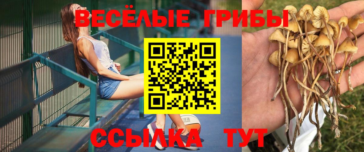 Псилоцибиновые грибы Psilocybine cubensis Прохладный
